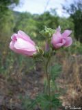 Malva thuringiaca