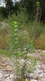 Lythrum virgatum