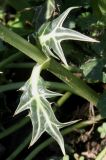 Eryngium variifolium