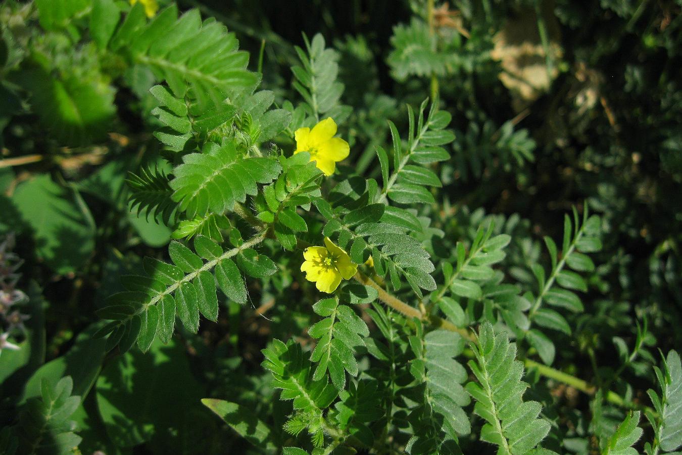 Изображение особи Tribulus terrestris.