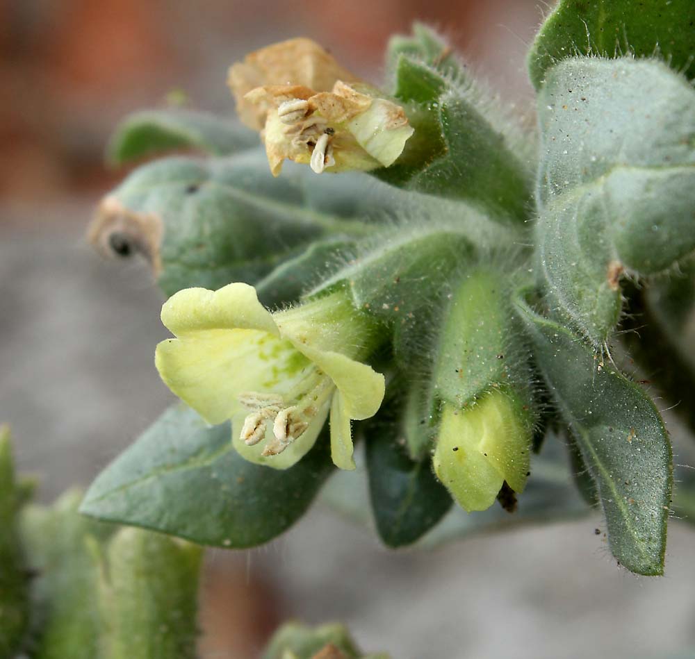 Изображение особи Hyoscyamus albus.