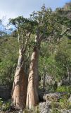 Adenium obesum подвид socotranum. Взрослые деревья. Сокотра, вади Айхафт. 05.01.2014.