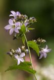 Gadellia lactiflora. Верхушка цветущего растения. Соловецкие о-ва, Бот. сад. Макарьевская пустынь. 08.08.2013.