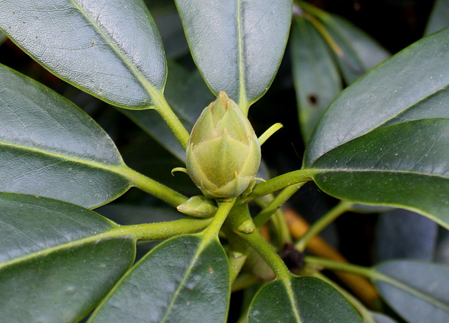 Image of Rhododendron discolor specimen.