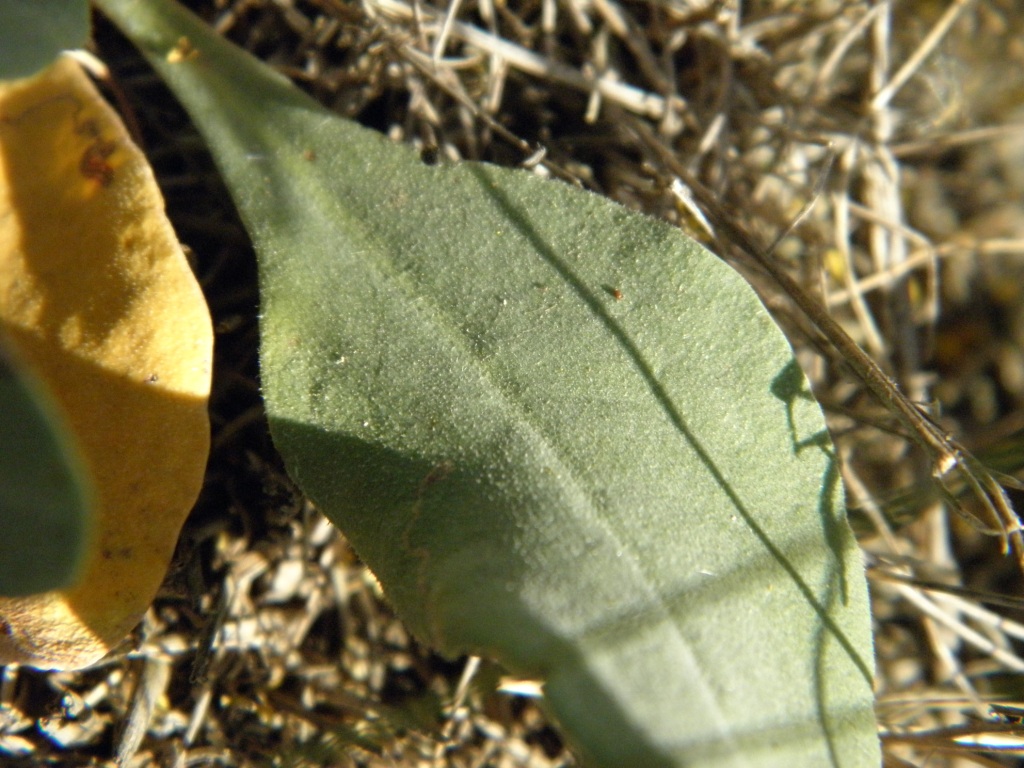 Image of Limonium sareptanum specimen.