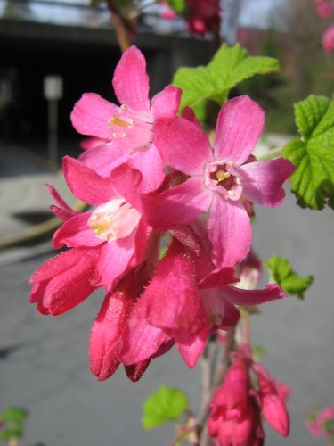 Image of Ribes sanguineum specimen.