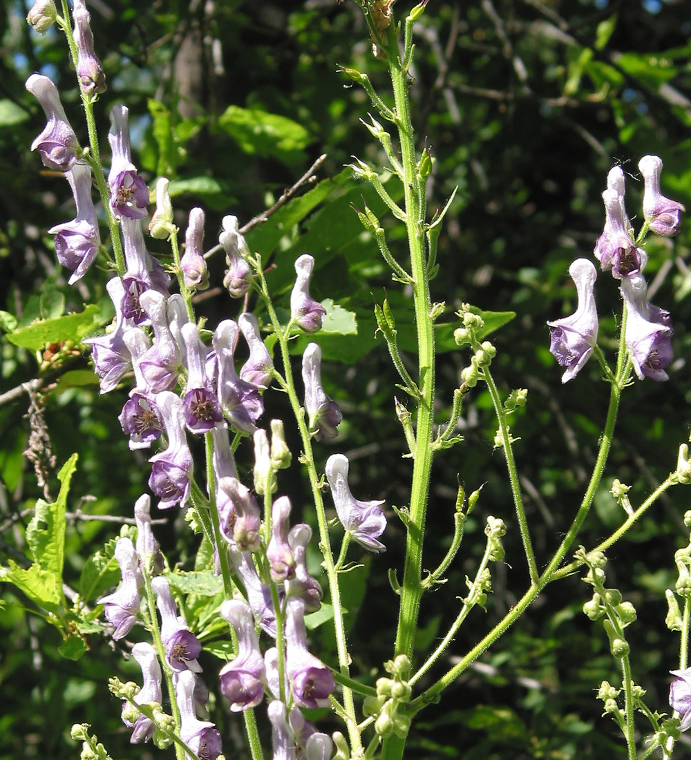 Изображение особи Aconitum leucostomum.