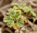 Cleome droserifolia. Верхушка ветки. Израиль, впадина Мёртвого моря, окр. Эйн-Геди, ложбина стока в каменистой пустыне. 18.03.2014.