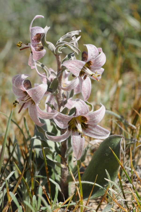 Изображение особи Rhinopetalum karelinii.