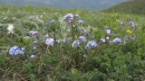Myosotis lithospermifolia. Цветущее растение. Краснодарский край, г. Новороссийск, гора Большой Маркотх, горная степь. 27.04.2014.