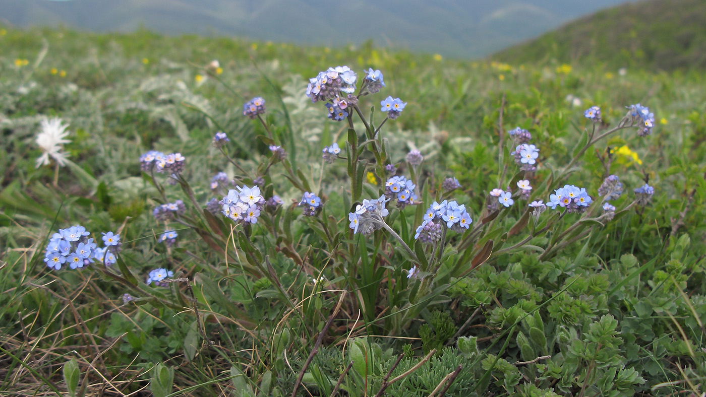 Image of Myosotis lithospermifolia specimen.