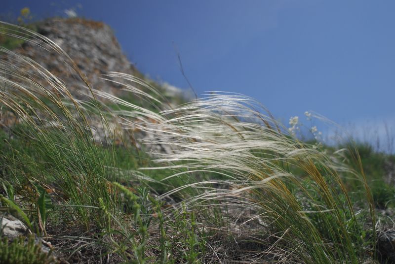 Изображение особи род Stipa.