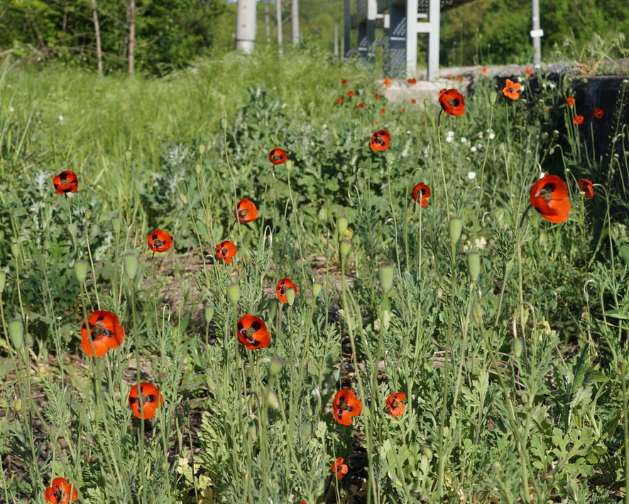 Изображение особи Papaver stevenianum.