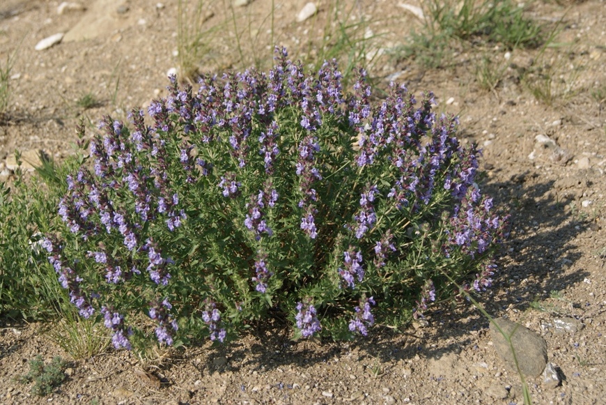 Image of Dracocephalum fruticulosum specimen.