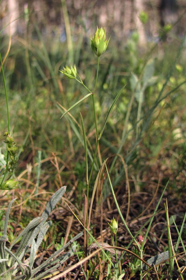 Изображение особи Bupleurum baldense.