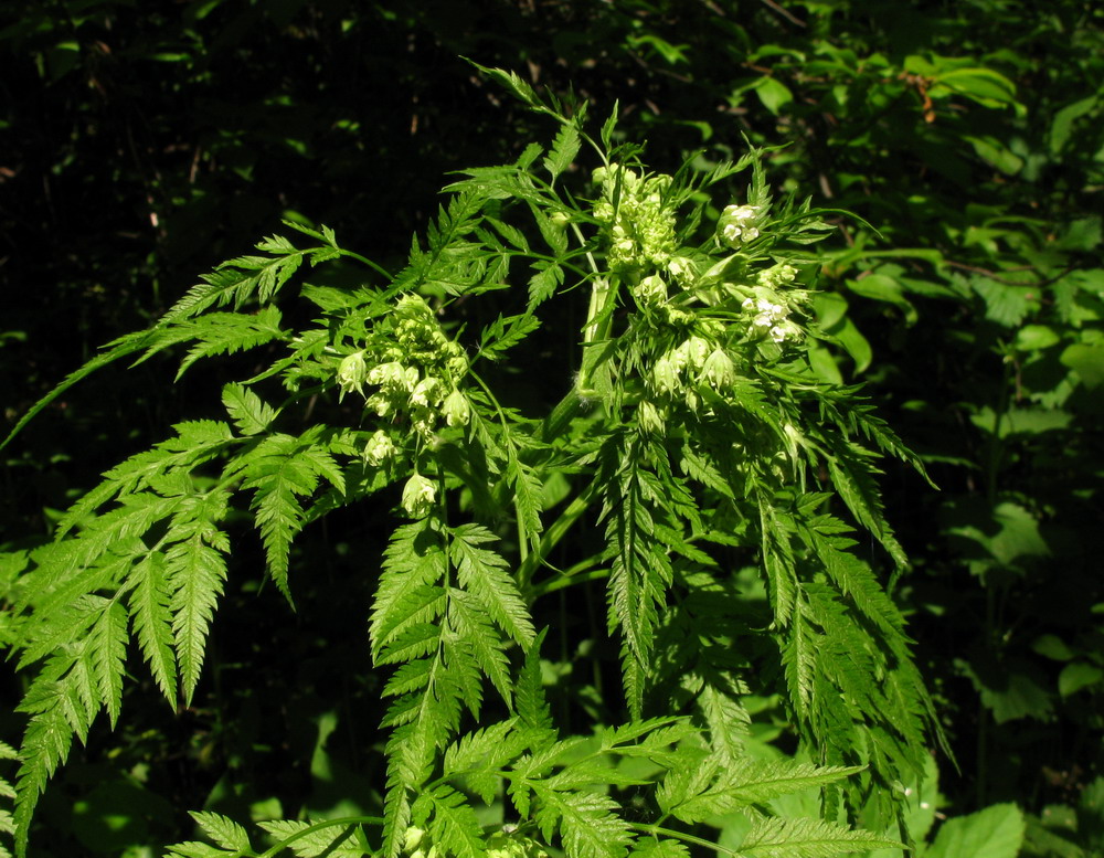 Изображение особи Anthriscus sylvestris.