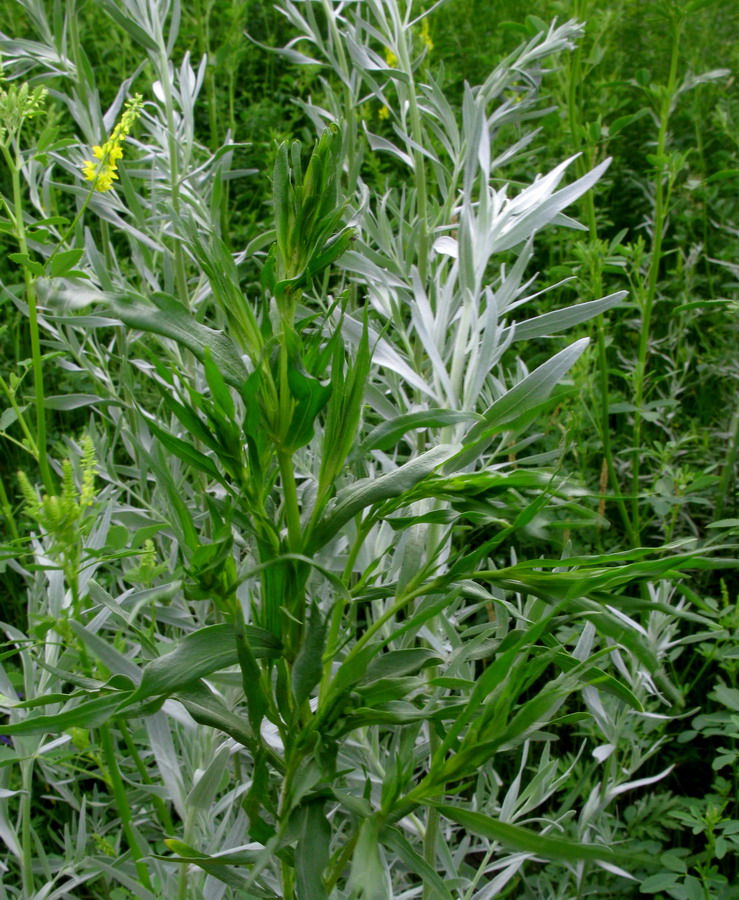 Image of Artemisia dracunculus specimen.