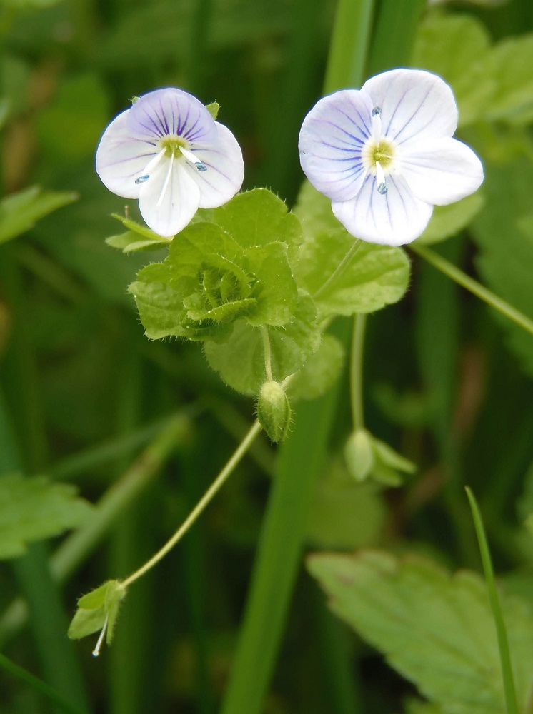 Image of Veronica filiformis specimen.