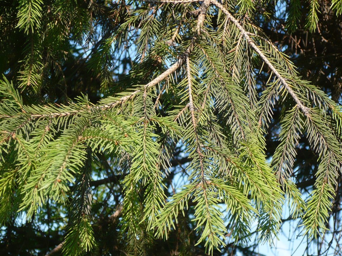 Image of Picea obovata specimen.