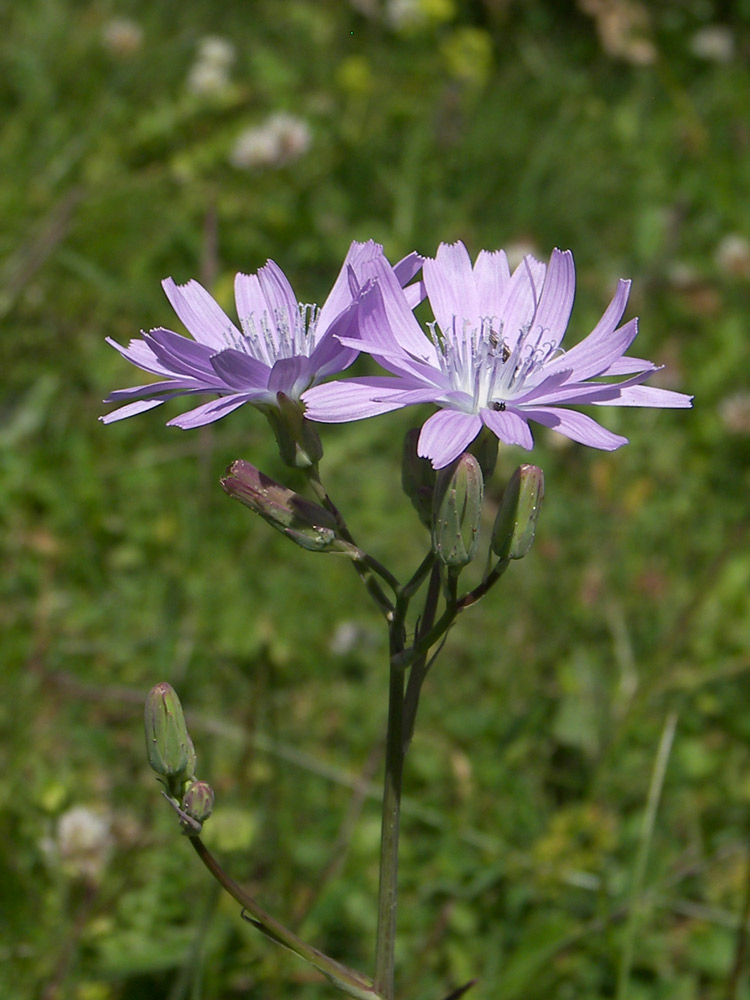 Image of Lactuca tatarica specimen.