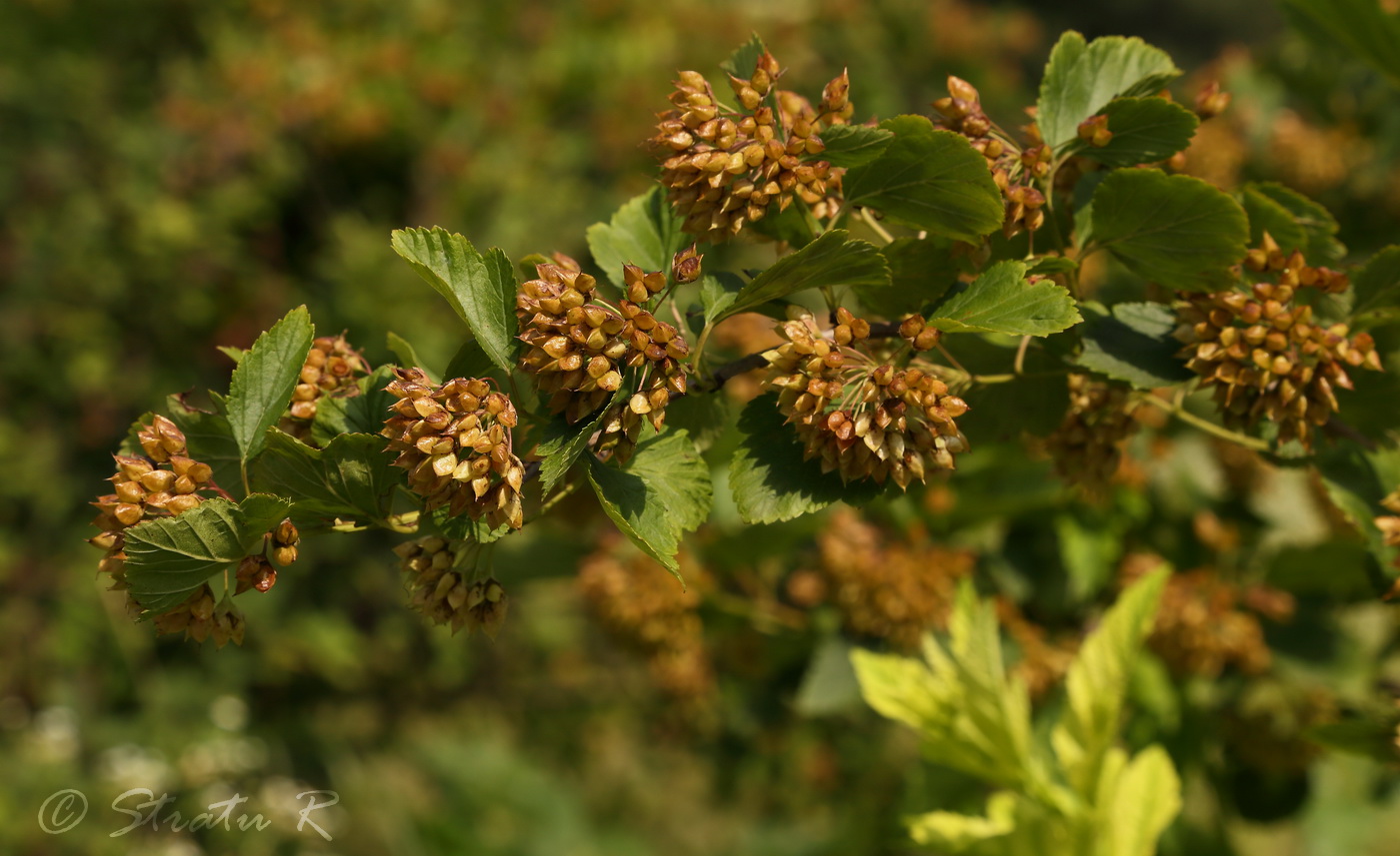 Изображение особи Physocarpus opulifolius.