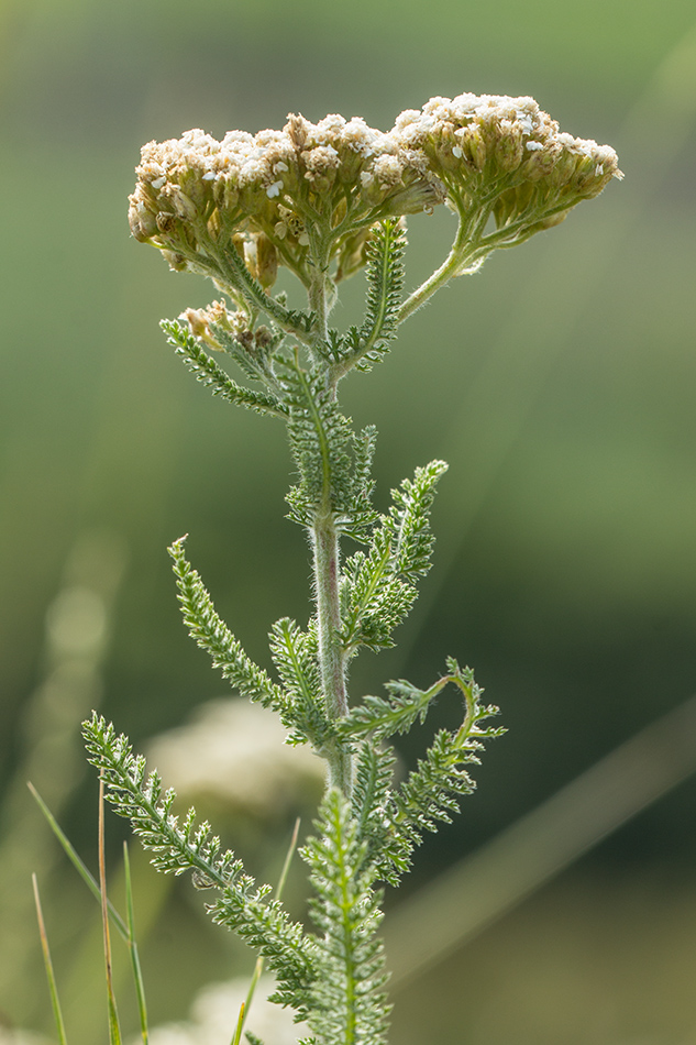 Image of genus Achillea specimen.