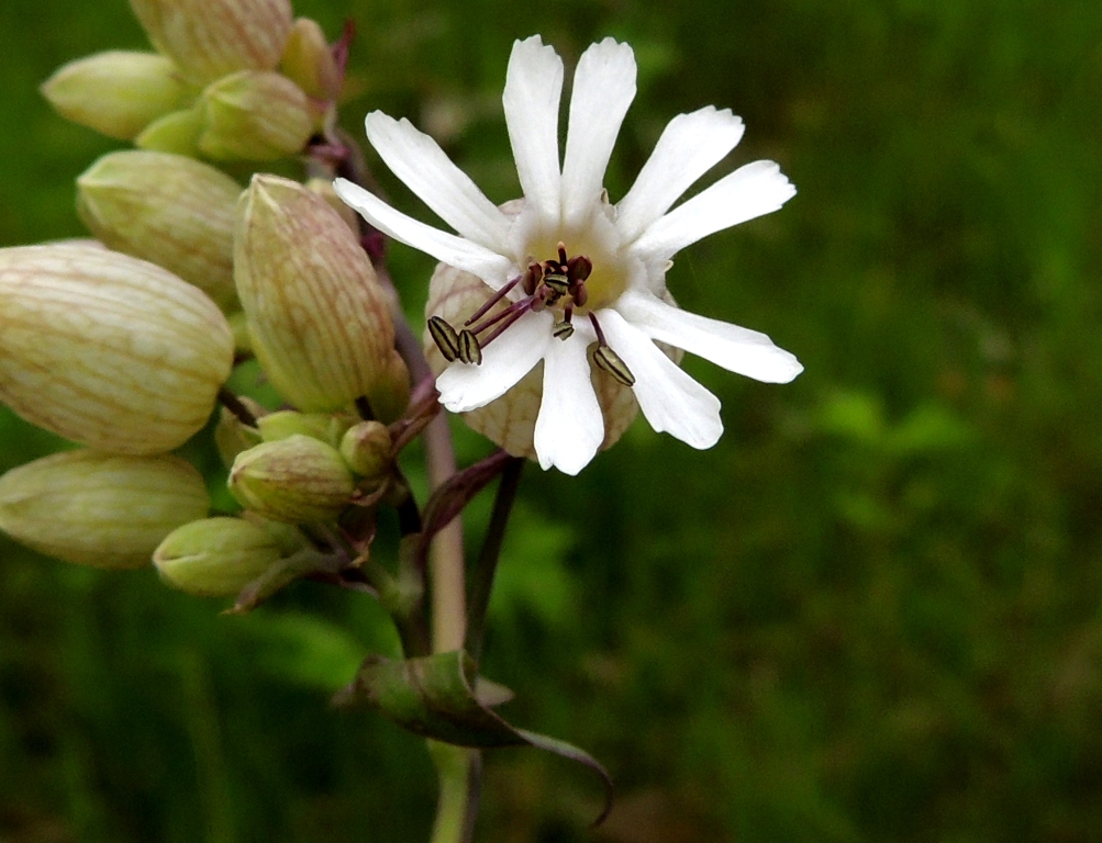 Image of Oberna behen specimen.