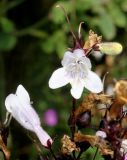 Penstemon digitalis. Цветки и бутон. Германия, г. Дюссельдорф, Ботанический сад университета. 03.07.2014.