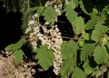 Holodiscus discolor. Ветки с соцветиями. Германия, г. Дюссельдорф, Ботанический сад университета. 03.07.2014.