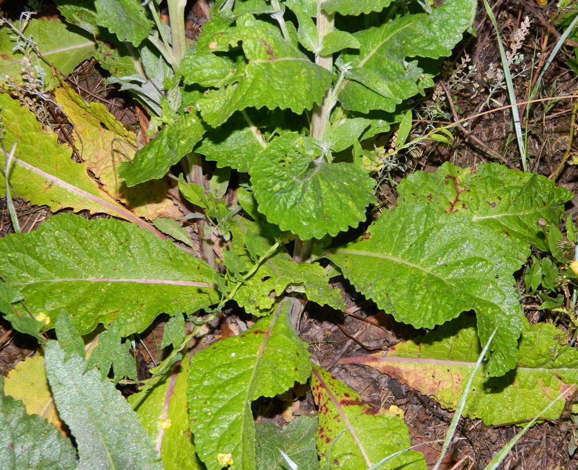 Изображение особи Verbascum lychnitis.