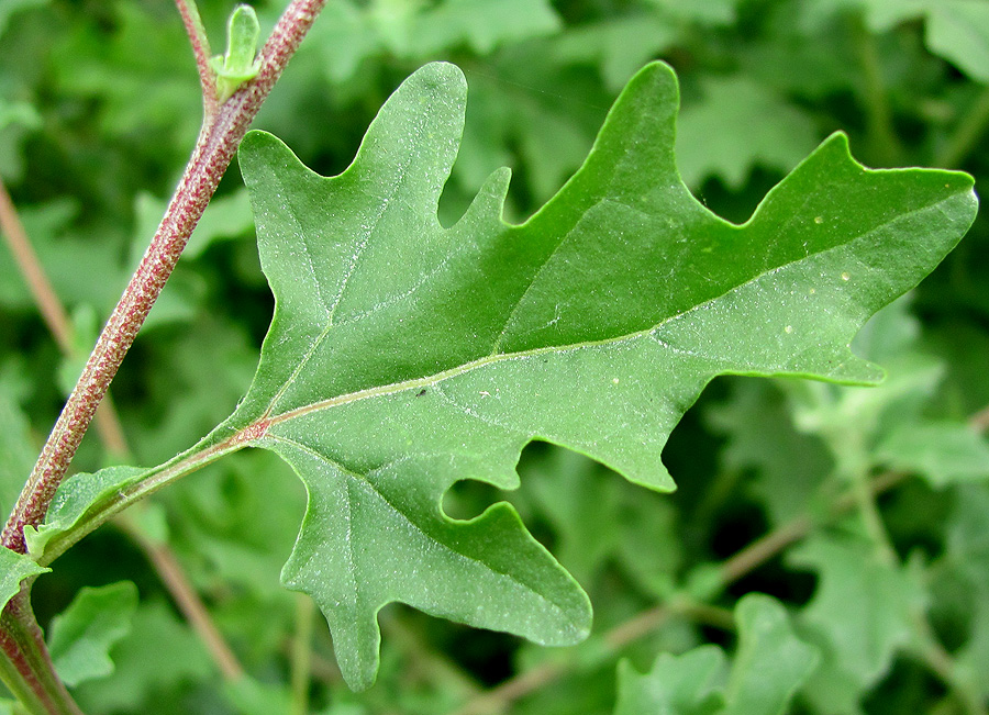 Image of Atriplex tatarica specimen.