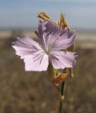 Dianthus pallens