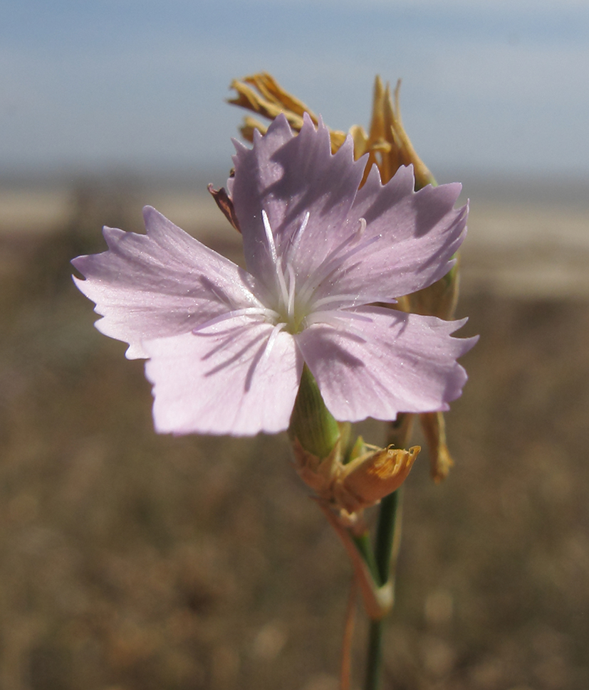 Изображение особи Dianthus pallens.