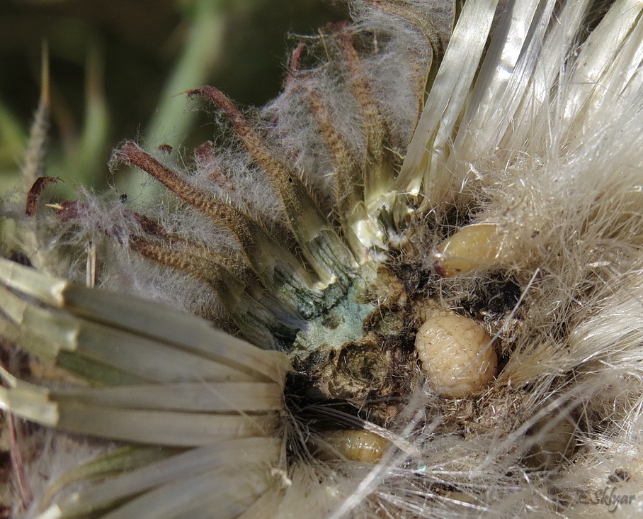 Image of Cirsium polonicum specimen.