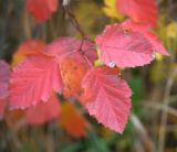 genus Crataegus