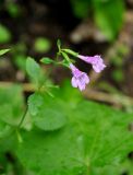 Drymosiphon grandiflorus