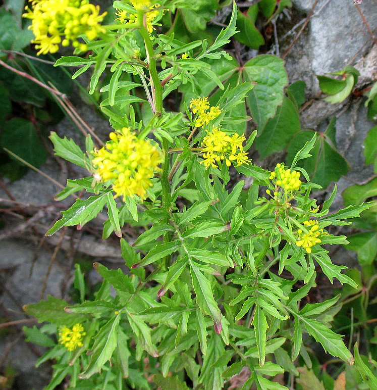 Image of genus Rorippa specimen.