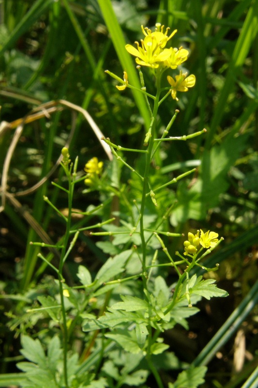 Изображение особи Rorippa sylvestris.