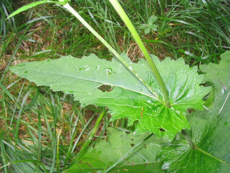 Изображение особи Cirsium waldsteinii.