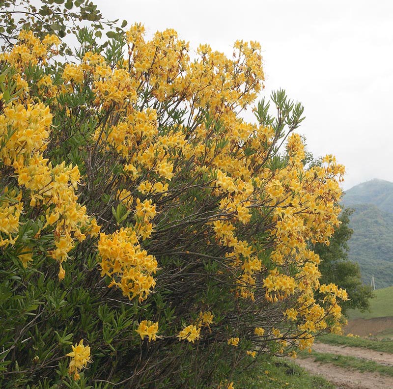 Изображение особи Rhododendron luteum.