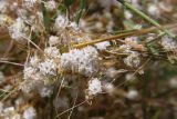 Cuscuta planiflora