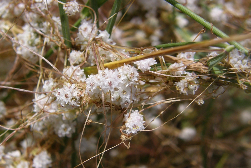 Image of Cuscuta planiflora specimen.