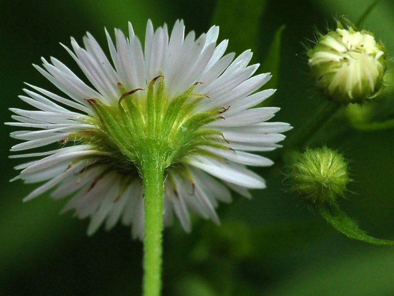 Изображение особи Erigeron annuus.