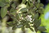 Zelkova carpinifolia