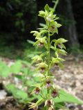 Epipactis helleborine