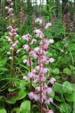 Pyrola incarnata. Соцветия. Иркутская обл., г. Бодайбо, р. Бодайбинка, крутой залесенный берег. 12.06.2008.