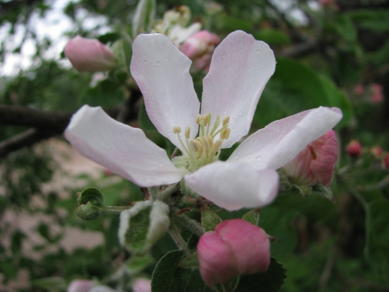Изображение особи Malus domestica.