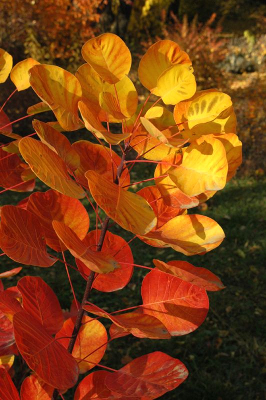 Image of Cotinus coggygria specimen.