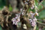 Cuscuta lehmanniana