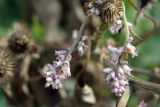 Cuscuta lehmanniana. Соцветия. Узбекистан, г. Ташкент, Ботанический сад им. Ф.Н. Русанова. 12.10.2008.